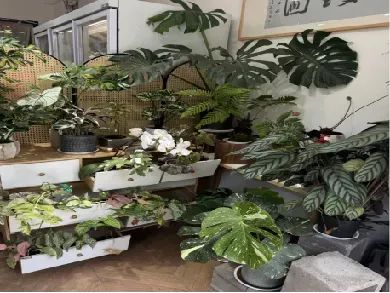 博思花藝婚慶教育，婚慶培訓，花藝培訓，插花培訓，花藝師培訓，主持人培訓，商務(wù)主持人培訓，花店運營培訓，花店全系統(tǒng)營銷，小白開花店，小白學主持，金璽棠婚慶酒店，金璽棠總部，鄭州金麻雀教育科技有限公司